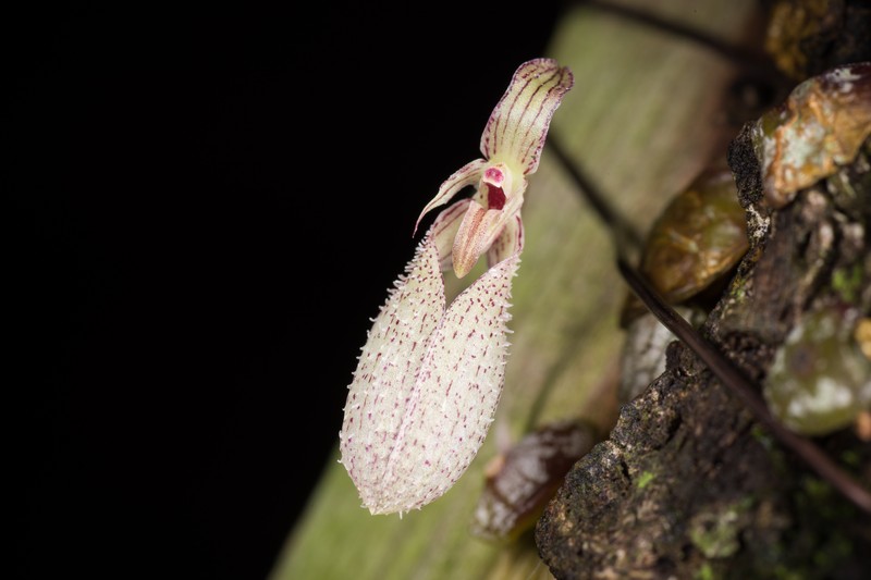 Bulbophyllum polliculosum photo 4