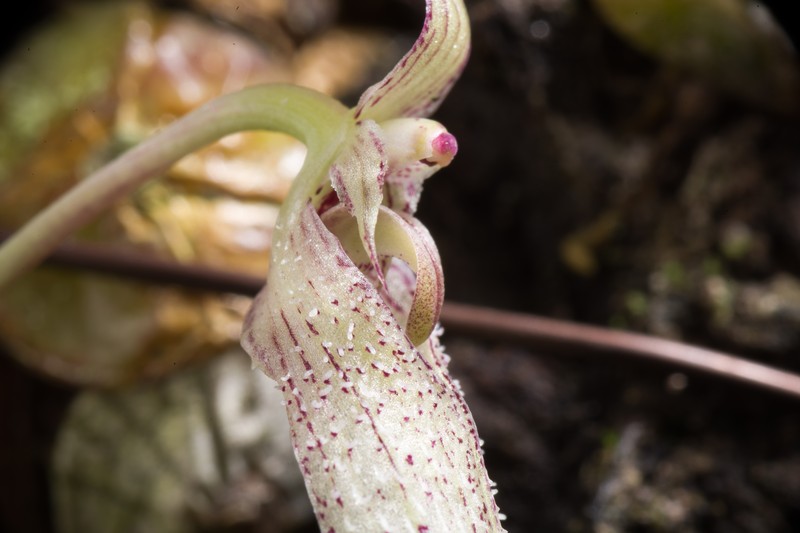 Bulbophyllum polliculosum photo 5