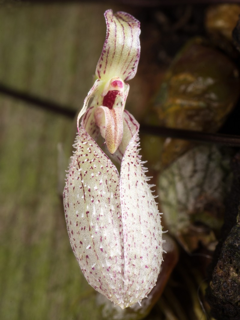 Bulbophyllum polliculosum photo 6