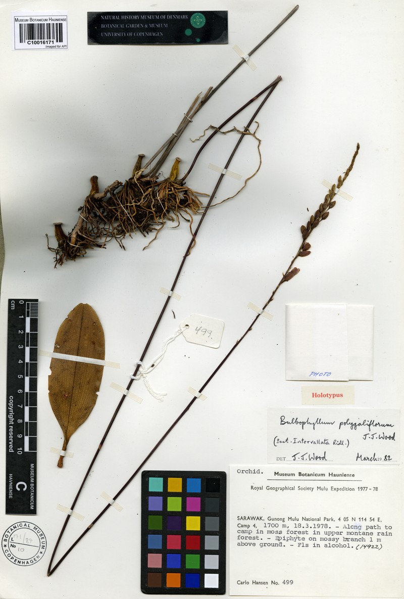 Bulbophyllum polygaliflorum