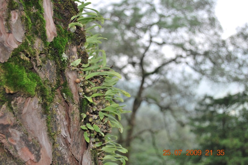 Bulbophyllum polyrrhizum