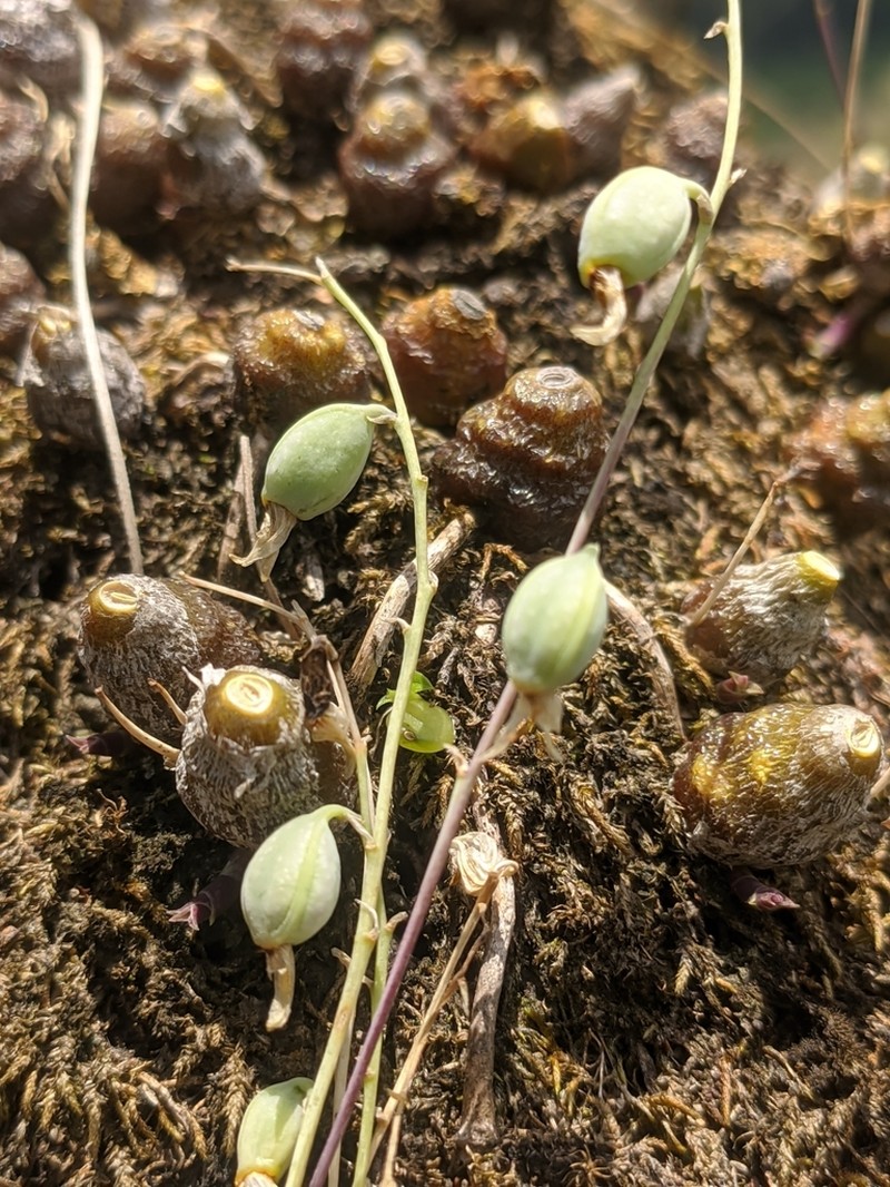 Bulbophyllum polyrrhizum photo 2