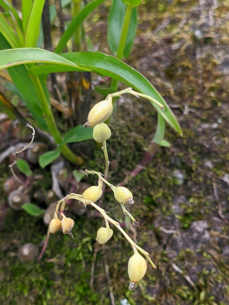 Bulbophyllum polyrrhizum photo 3
