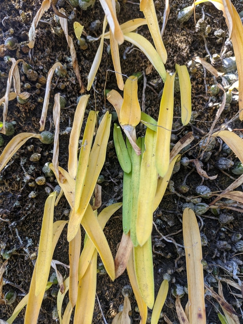 Bulbophyllum polyrrhizum photo 5