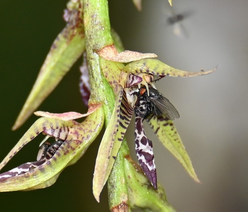 Bulbophyllum popayanense photo 3