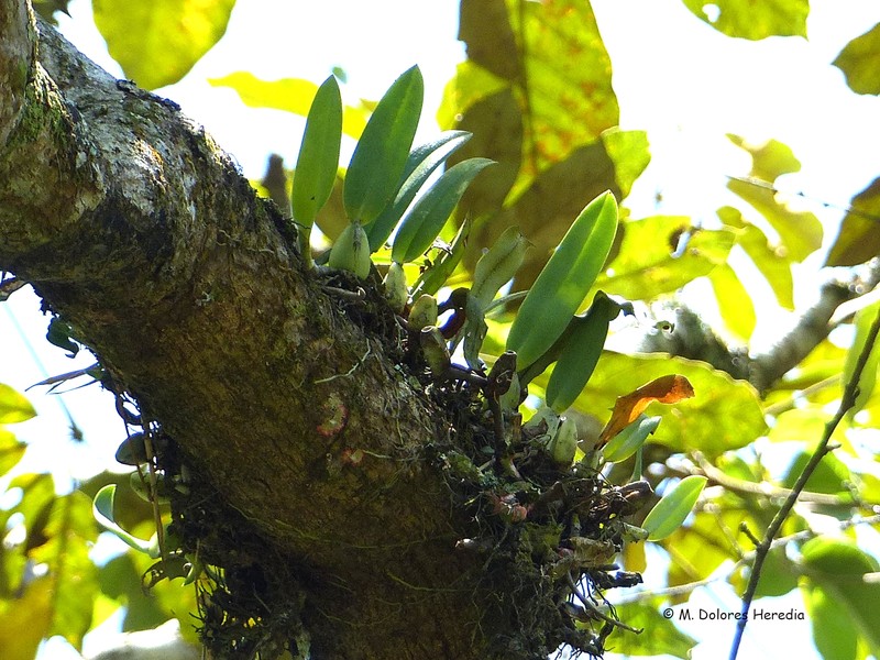 Bulbophyllum popayanense photo 5