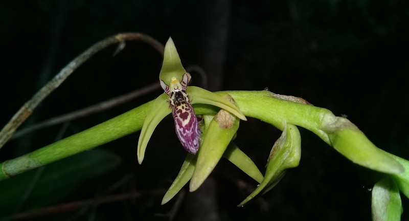 Bulbophyllum popayanense photo 6