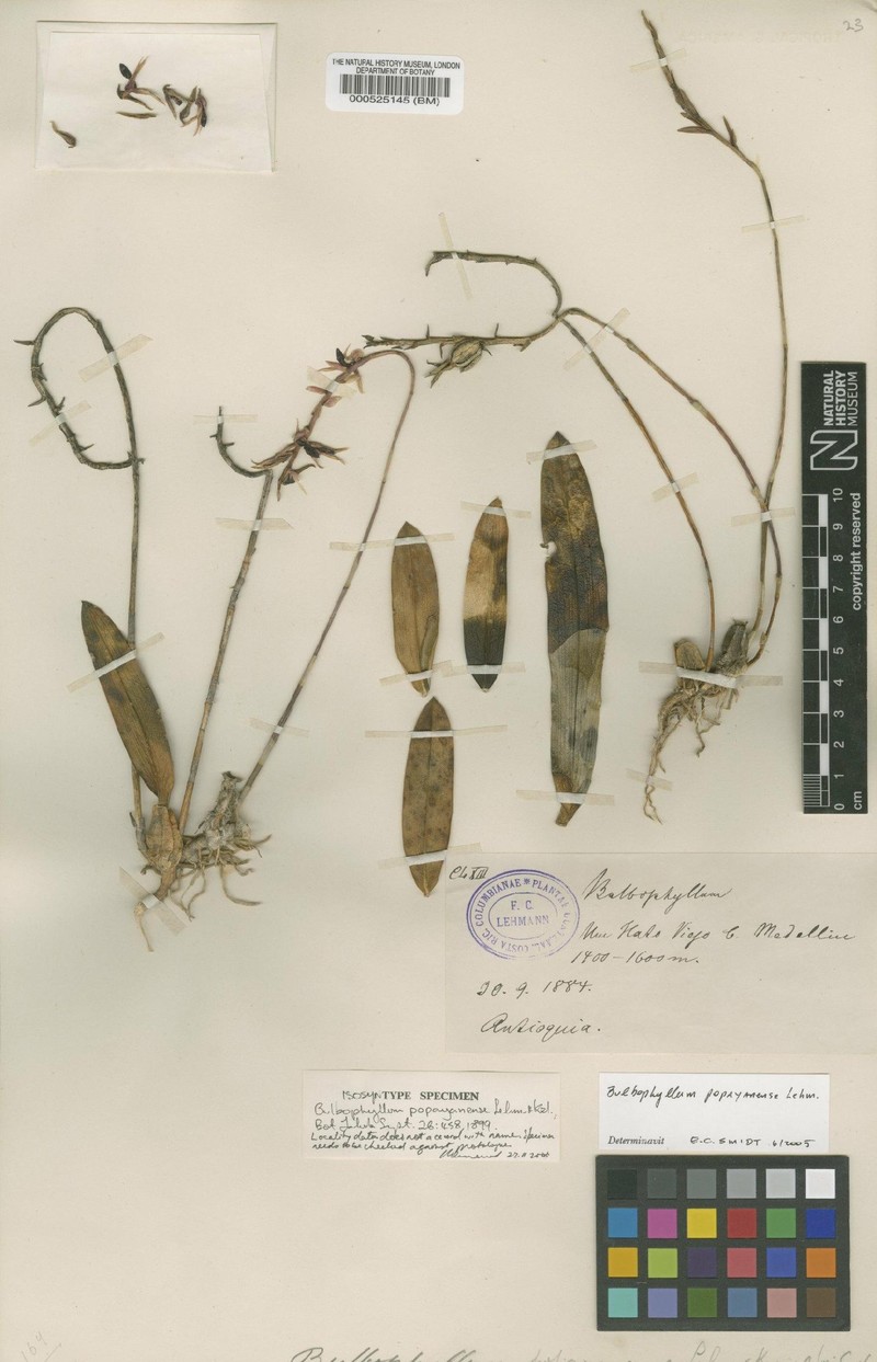 Bulbophyllum popayanense photo 7