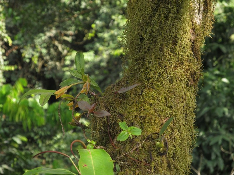Bulbophyllum porphyrostachys