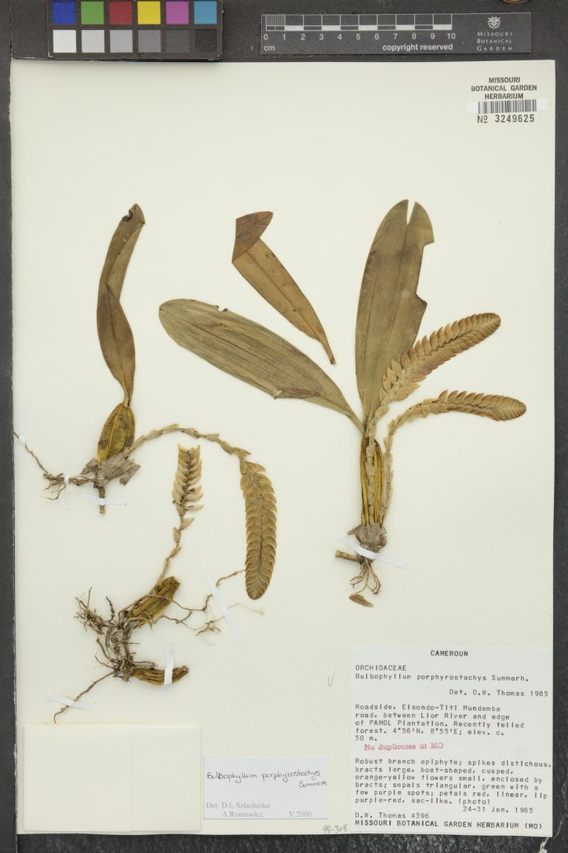 Bulbophyllum porphyrostachys photo 2