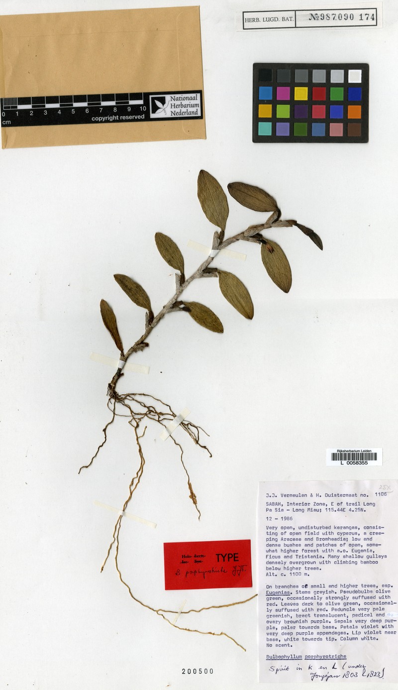Bulbophyllum porphyrotriche