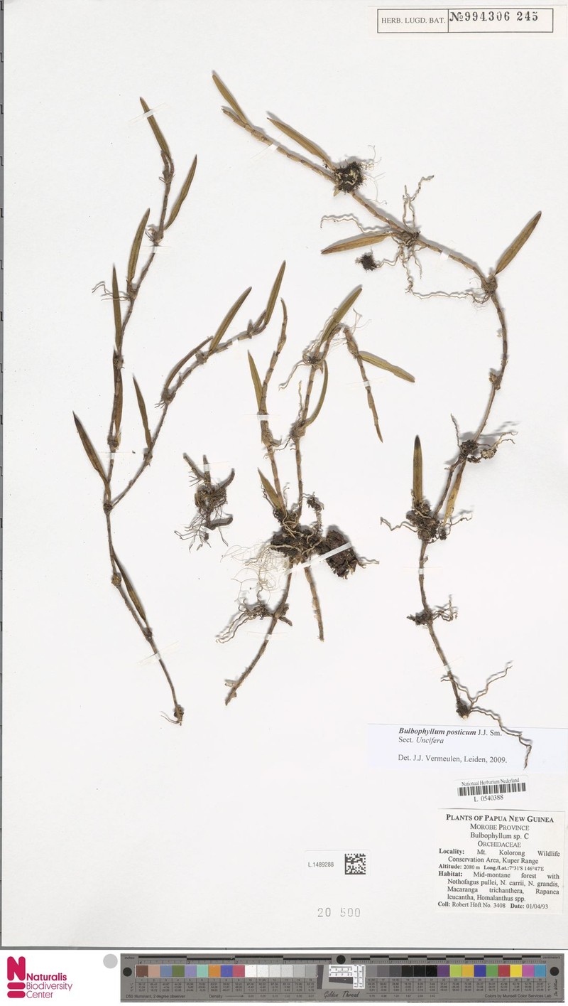 Bulbophyllum posticum