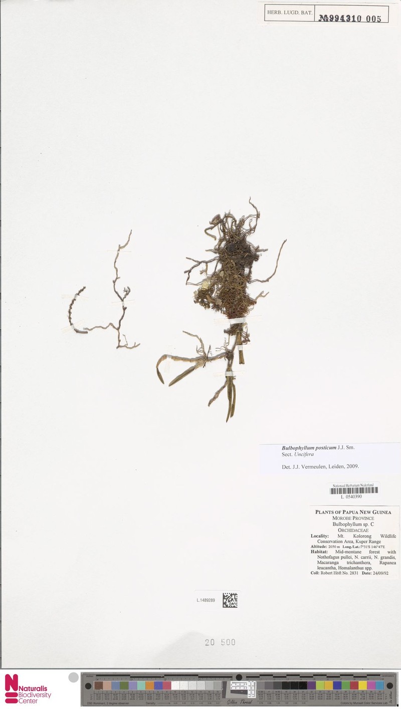 Bulbophyllum posticum photo 2