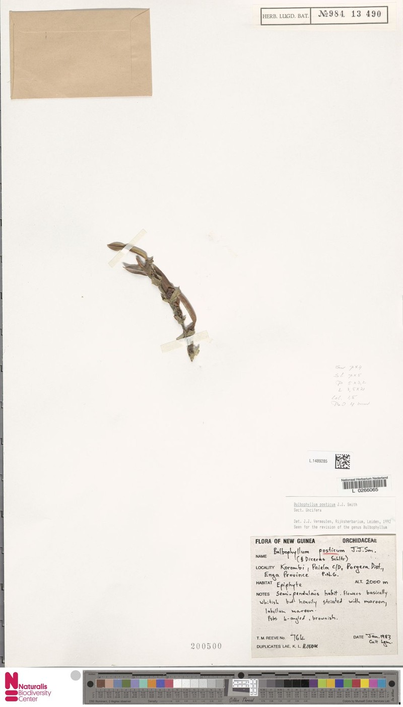 Bulbophyllum posticum photo 3
