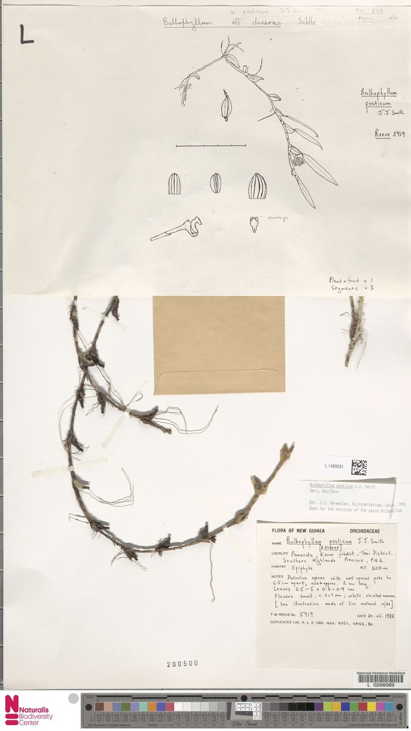 Bulbophyllum posticum photo 4