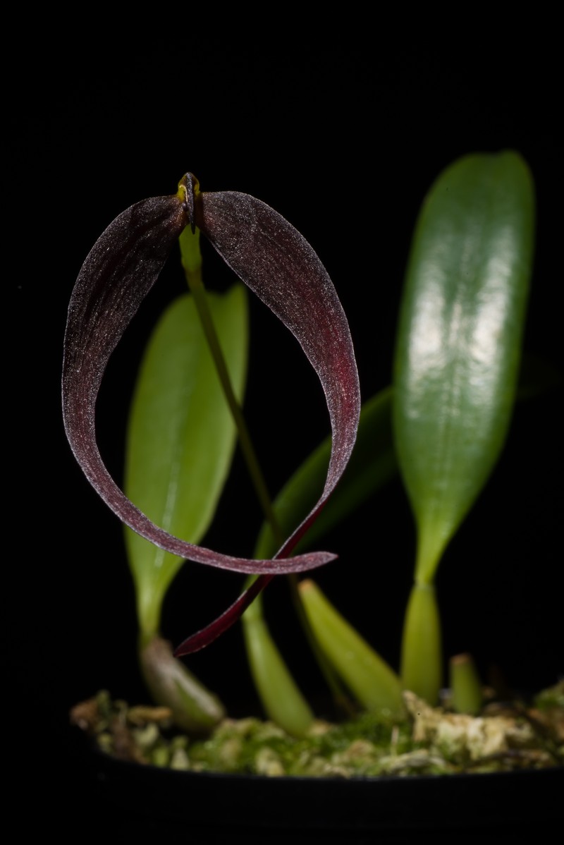 Bulbophyllum potamophilum
