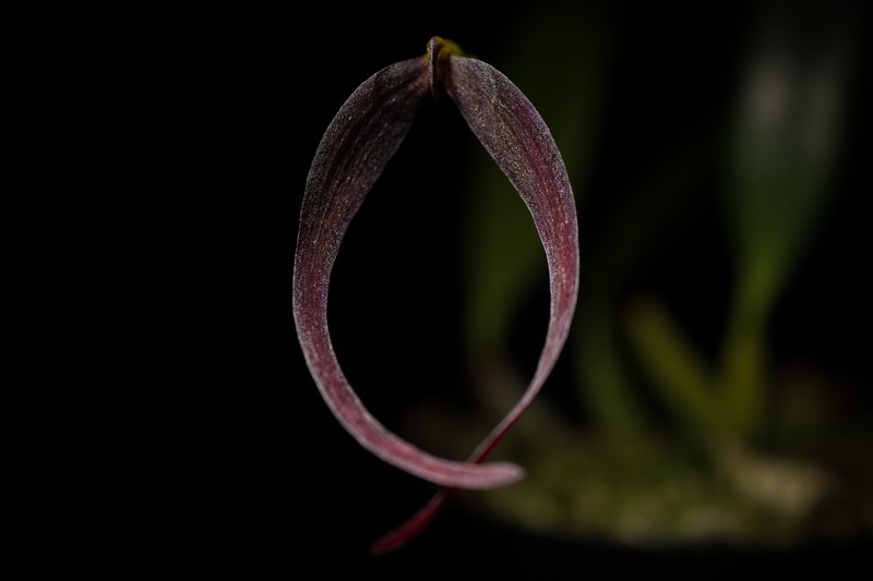 Bulbophyllum potamophilum photo 2