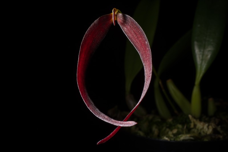 Bulbophyllum potamophilum photo 3