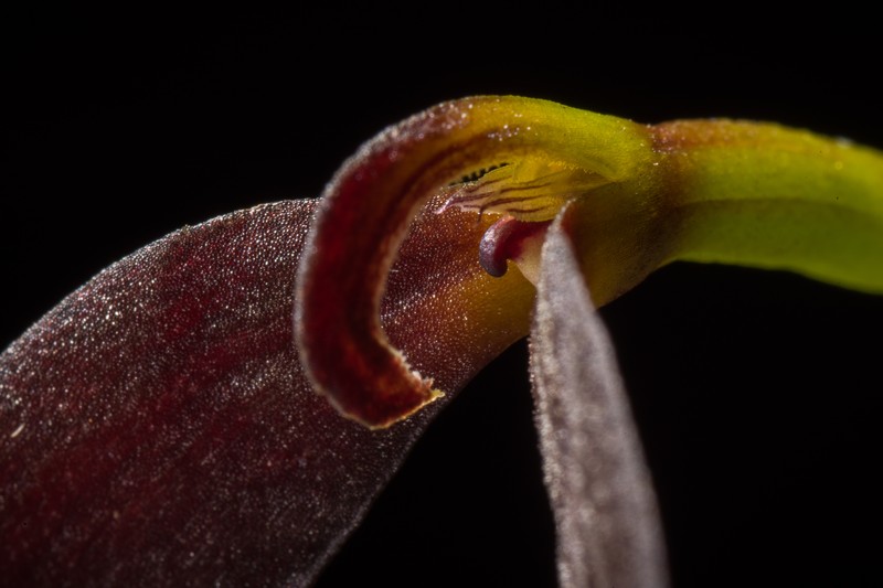 Bulbophyllum potamophilum photo 4