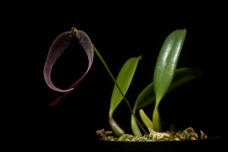 Bulbophyllum potamophilum photo 5