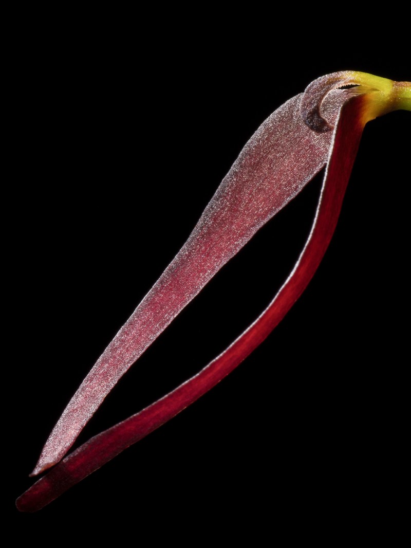 Bulbophyllum potamophilum photo 6