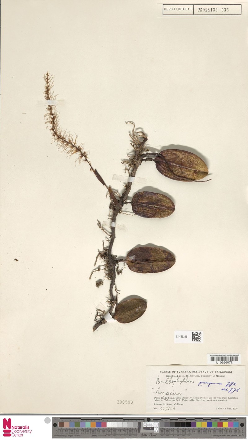 Bulbophyllum prianganense photo 2