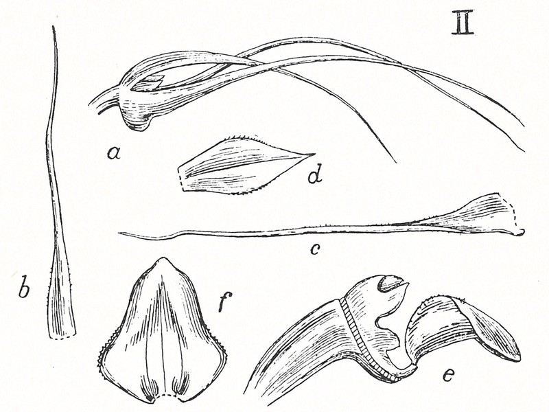 Bulbophyllum prianganense