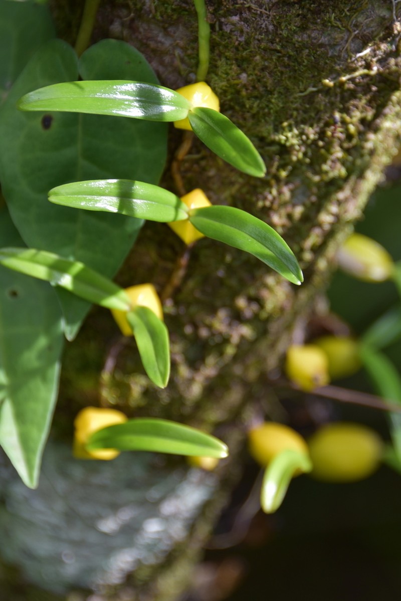 Bulbophyllum prismaticum photo 2
