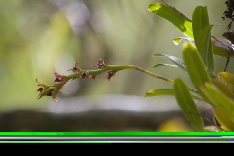 Bulbophyllum prismaticum photo 3