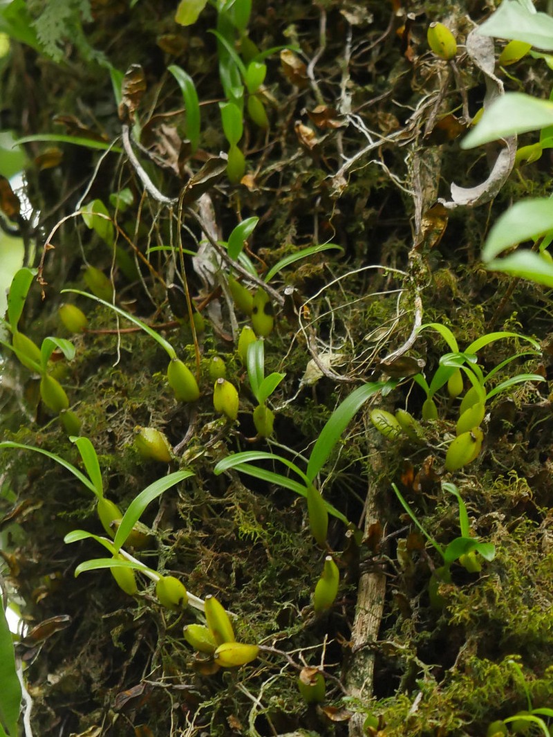 Bulbophyllum prismaticum photo 4