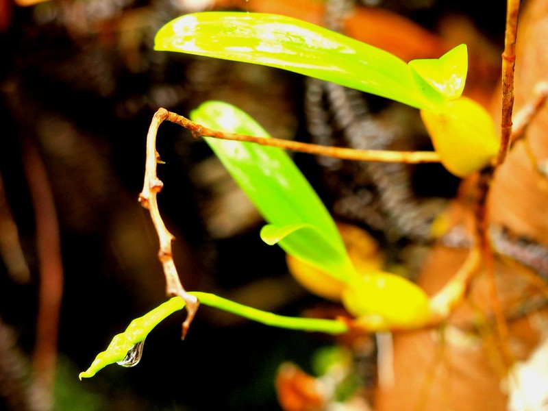 Bulbophyllum prismaticum photo 5