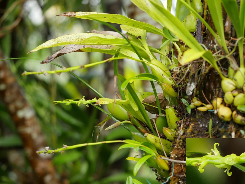 Bulbophyllum prismaticum photo 6