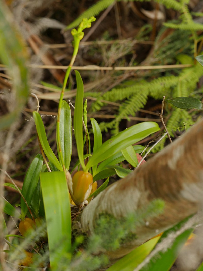 Bulbophyllum prismaticum photo 7