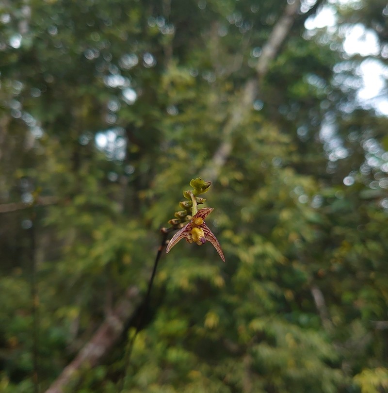 Bulbophyllum pristis