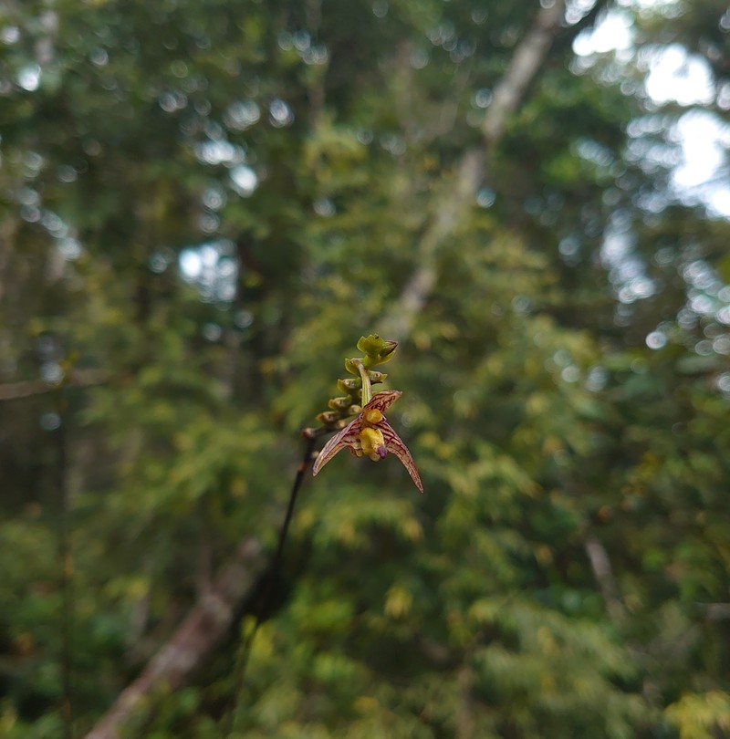 Bulbophyllum pristis photo 3
