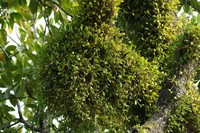 Manystem Bulbophyllum