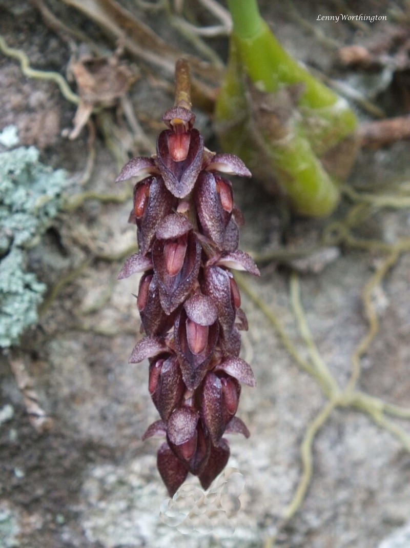 Bulbophyllum propinquum