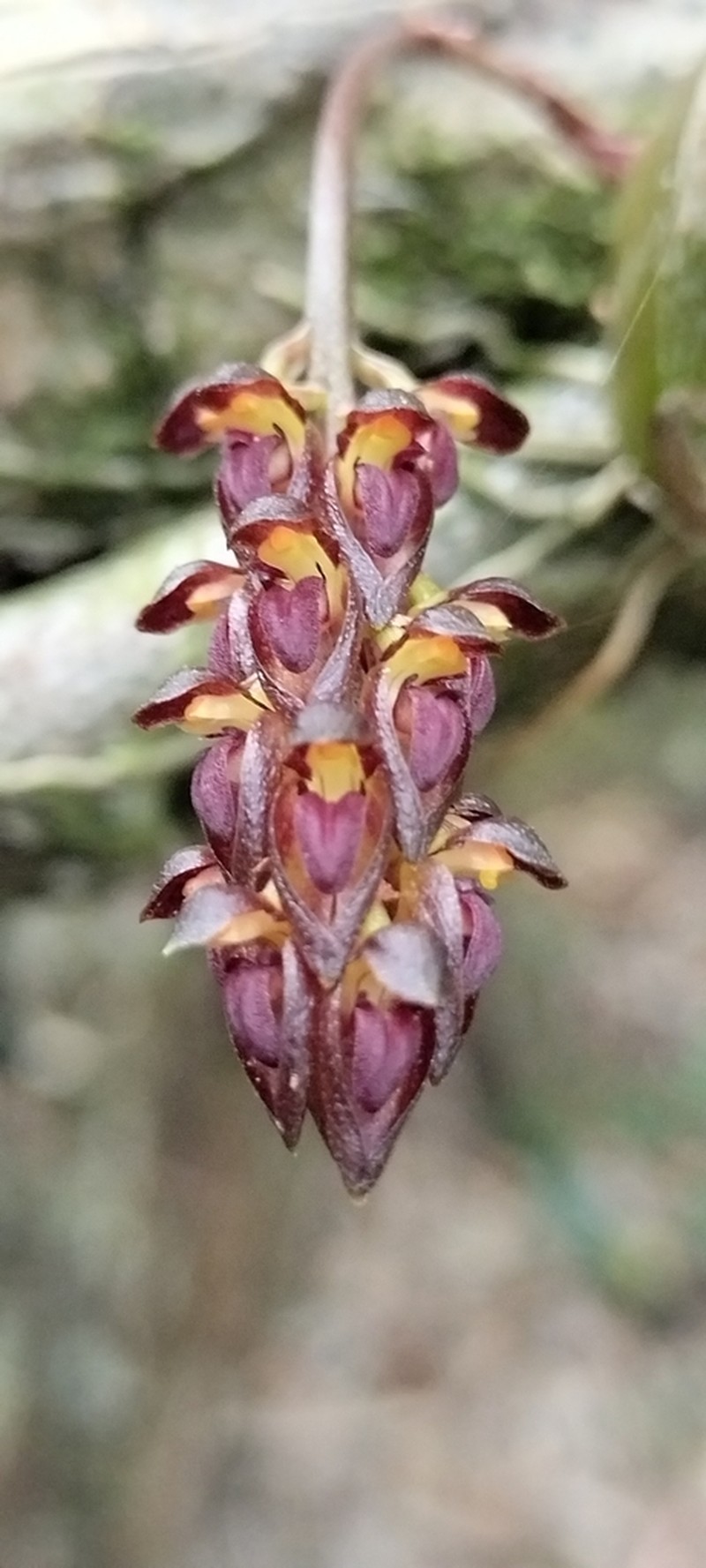 Bulbophyllum propinquum photo 2