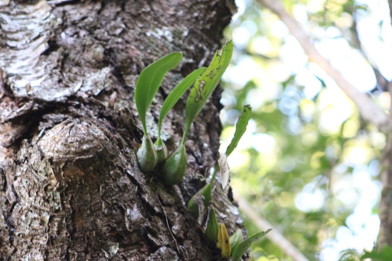 Bulbophyllum propinquum photo 3