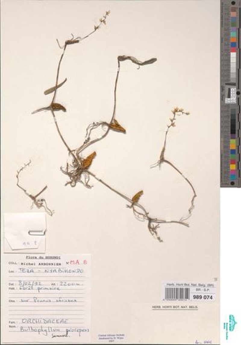 Bulbophyllum prorepens