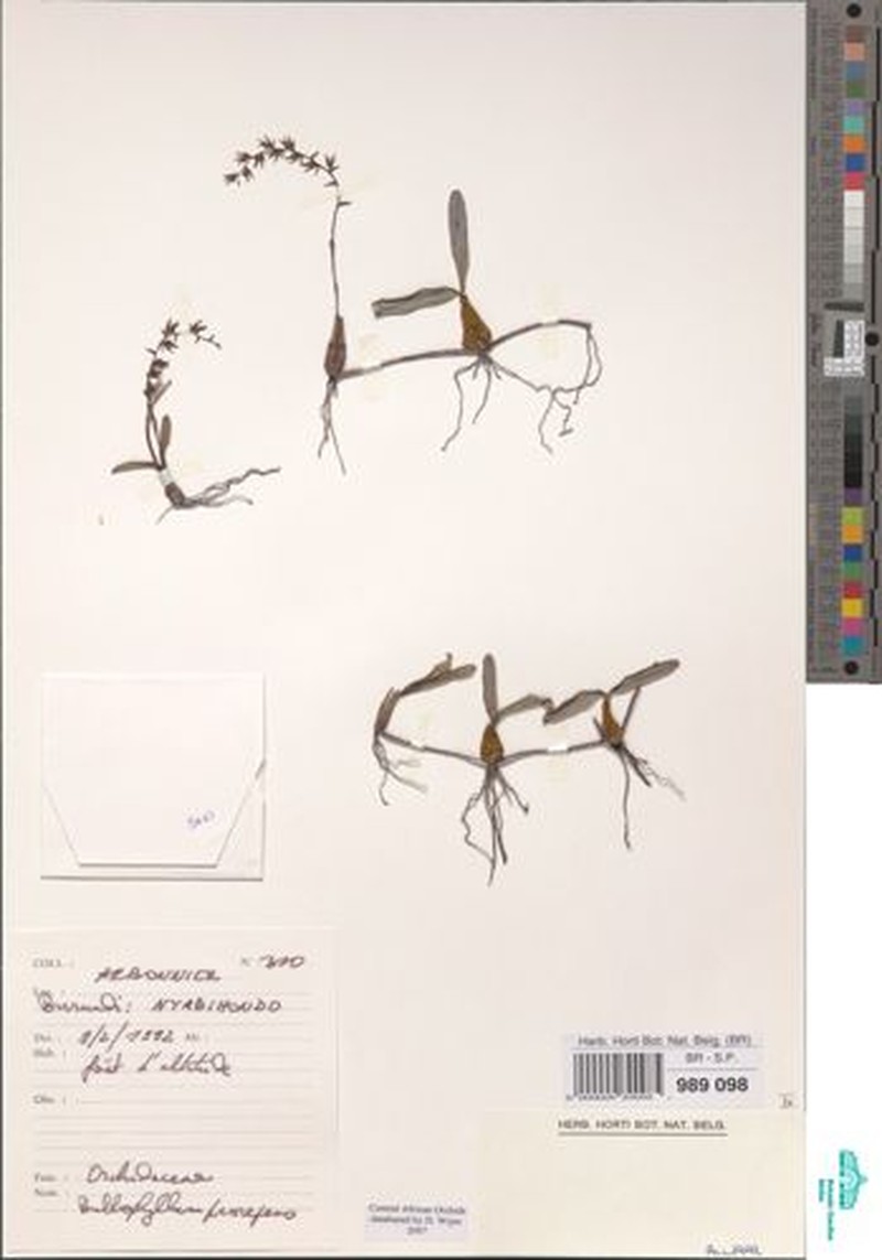 Bulbophyllum prorepens photo 2