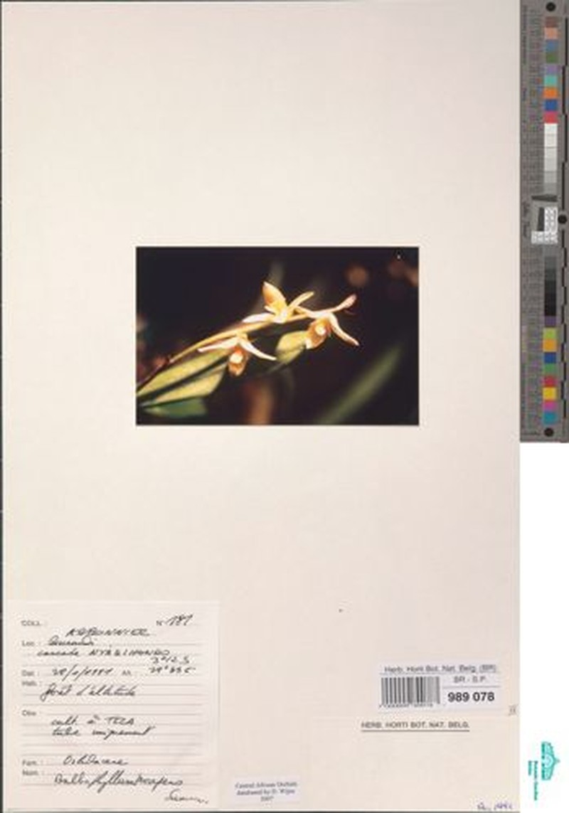 Bulbophyllum prorepens photo 3