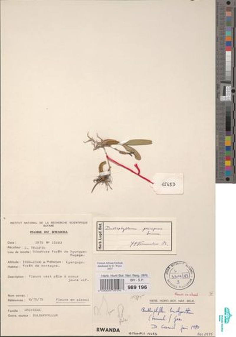 Bulbophyllum prorepens photo 4