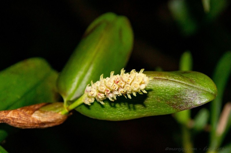 Bulbophyllum protectum