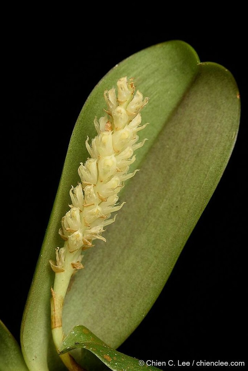 Bulbophyllum protectum photo 2