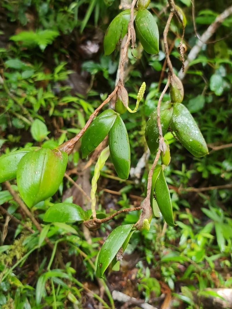 Bulbophyllum protectum photo 4