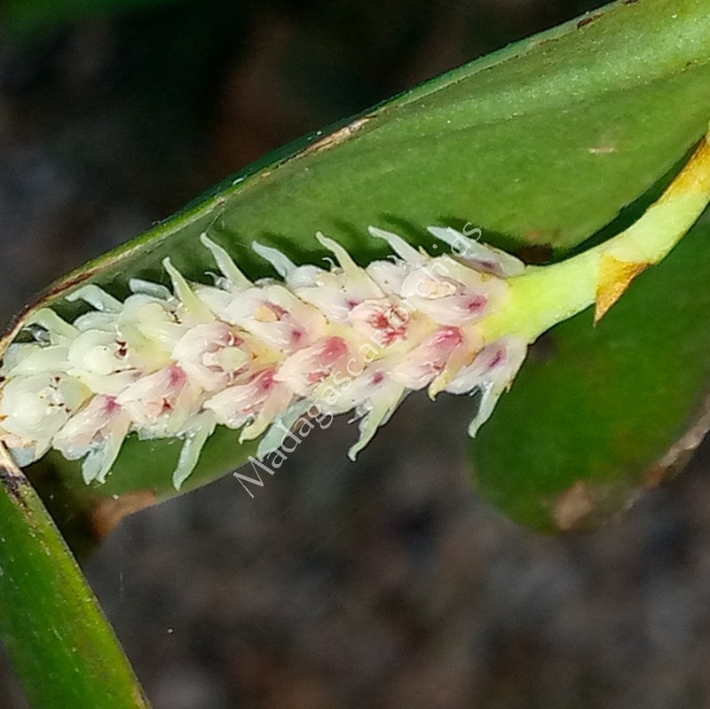 Bulbophyllum protectum photo 5