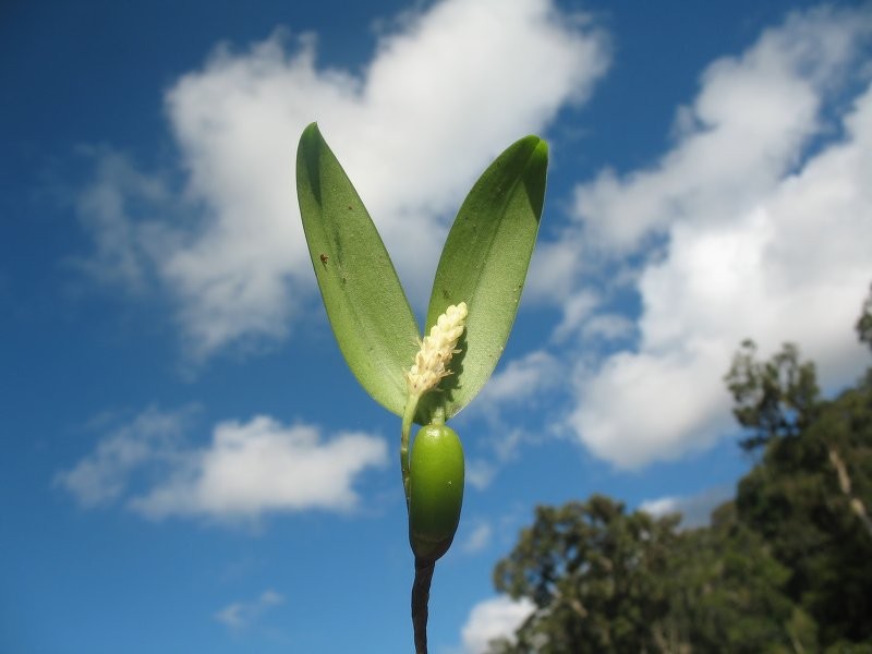 Bulbophyllum protectum photo 6