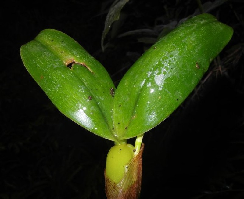 Bulbophyllum protectum photo 7