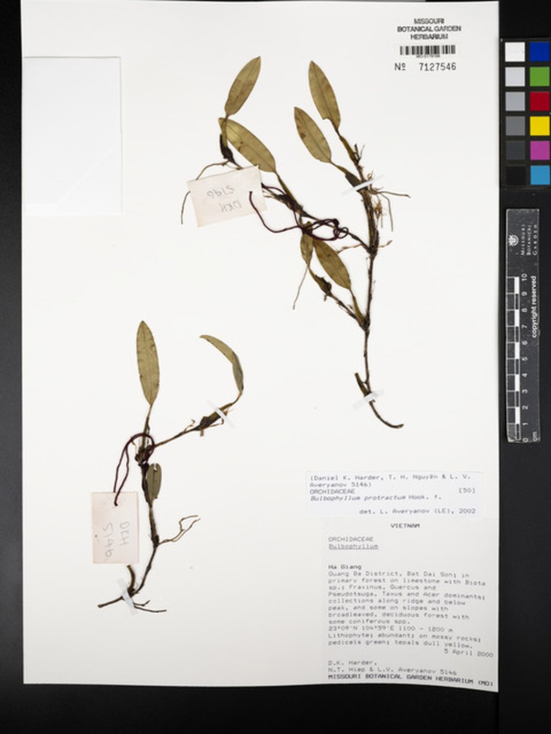 Bulbophyllum protractum